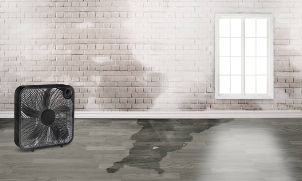 Best Water damage restoration company  in Millvale, PA